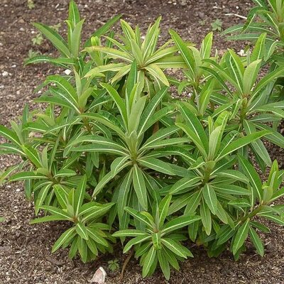 Euphorbia 'Mellifera' - Photo by Ramin Nakisa (GFDL)