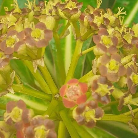 Euphorbia 'Mellifera' - Image courtesy of Pl@ntNet (CC0)