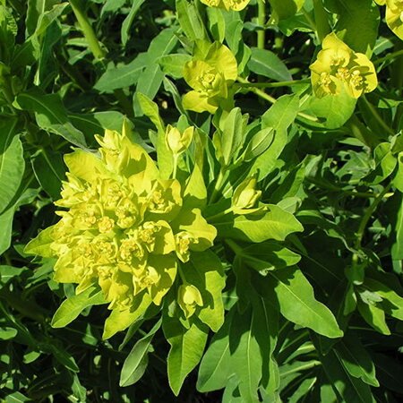 Euphorbia palustris - Photo by Pethan (GFDL)