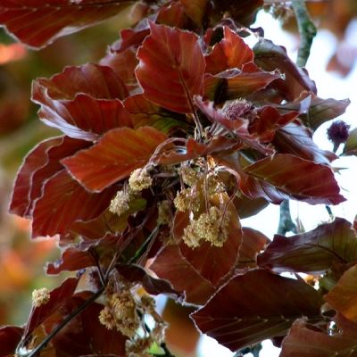 Fagus Purpurea - Photo by Evelyn Simak (CC BY-SA 2.0)