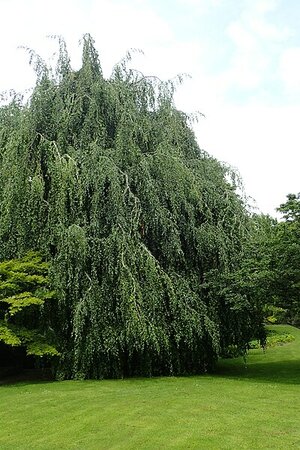 Fagus Sylvatica Pendula - Photo by Krzysztof Ziarnek, Kenraiz (CC BY-SA 4.0)