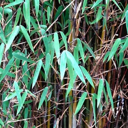 Fargesia nitida 'Volcano' - Image courtesy of Pl@ntNet (CC0)