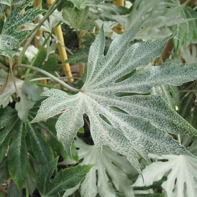 Fatsia 'Spider's Web' (12L pot)