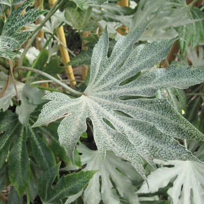 Fatsia 'Spider's Web' (12L pot)