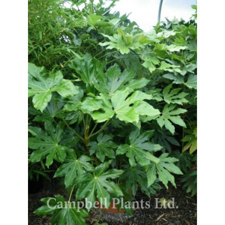 Fatsia Japonica - Image courtesy of Campbell Plants Ltd