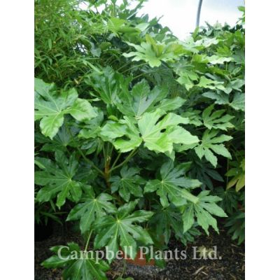 Fatsia Japonica - Image courtesy of Campbell Plants Ltd