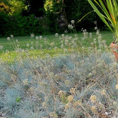 Festuca Valesiaca Glaucantha - Photo byPhoto by Cultivar 413 (CC BY-SA 2.0)