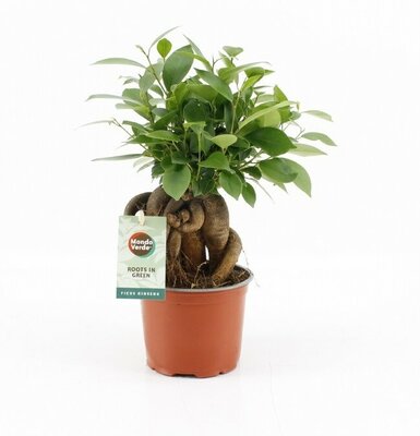 Ficus retusa (12cm pot)