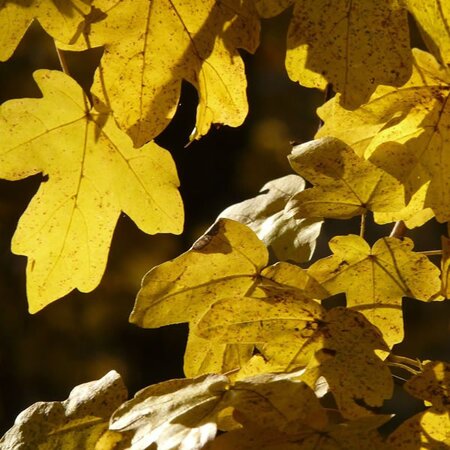 Field Maple (Acer campestre) 90-120cm Bare Root