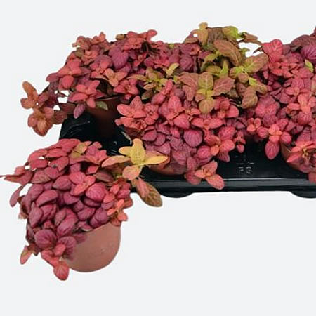 Fittonia 'Pink Special' - Image courtesy or Pannebakker