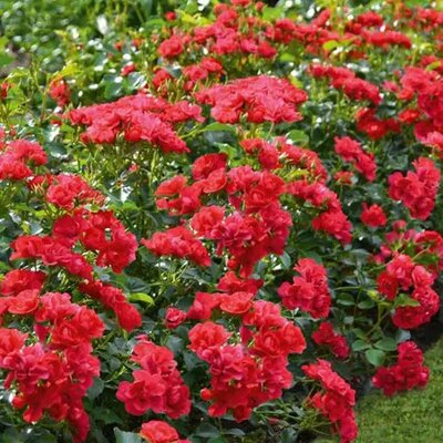 Rosa 'Flower Carpet Cherry' - Public image extract here under fair use