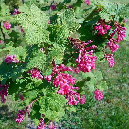 Flowering Currant (Ribes sanguineum) 60-90cm Bare Root