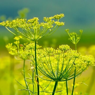 Foeniculum Vulgare / Wild Fennel - Public Domain Image under fair use