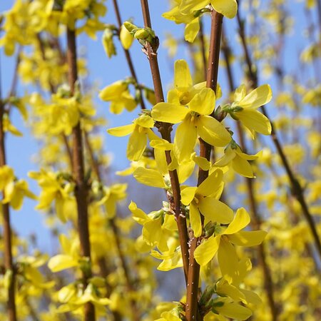 Forsythia 'Weekend' - Image by Andreas Lischka from Pixabay 