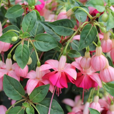 Fuchsia 'Garden News' - Image by csassistante from Pixabay