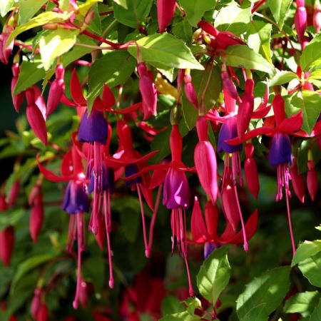 Fuchsia Genii - Image by Sonja Kalee from Pixabay 