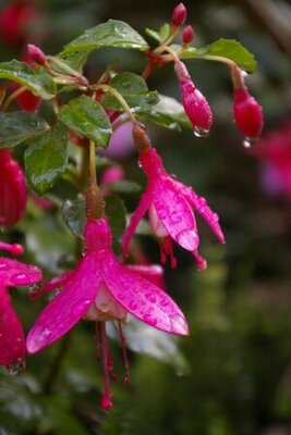 Fuchsia 'Lady Thumb' - Photo by Christine Matthews (CC BY-SA 2.0)