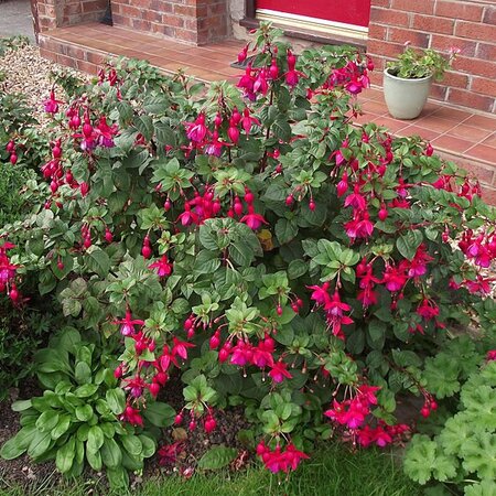 Fuchsia 'Riccartonii' (2L pot)