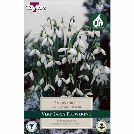 Galanthus 'Elwesii' (8 bulbs)