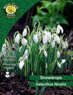 Galanthus nivalis - Image courtesy of West Cork Bulbs