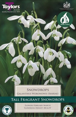 Galanthus Woronowii - Image courtesy of Taylors Bulbs