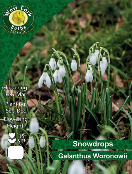 Galanthus woronowii - Image courtesy of West Cork Bulbs