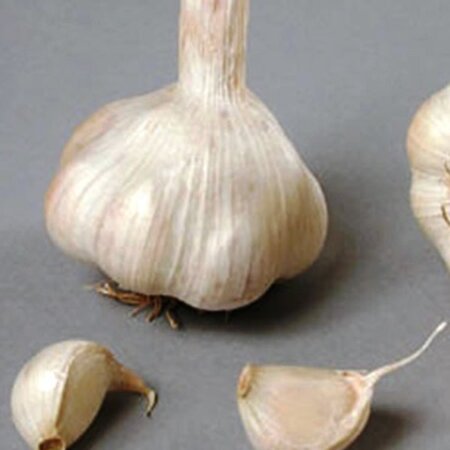 Garlic 'Sabadrome' (3 bulbs)