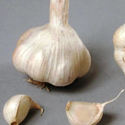 Garlic 'Sabadrome' (3 bulbs)