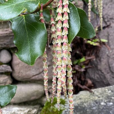 Garrya X Issaqua 'Glasnevin Wine' - Image courtesy of the Irish Garden Plant Society