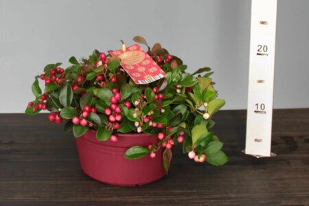 Gaultheria Big Berry 19cm Bowl  - Image courtesy of Pannebakker