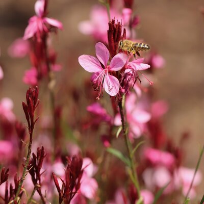 Gaura Gaudi 'Compact Pink' - Image by Annette Meyer from Pixabay