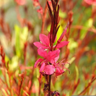Gaura Gaudi 'Compact Red' - Image by Murat Gençer from Pixabay