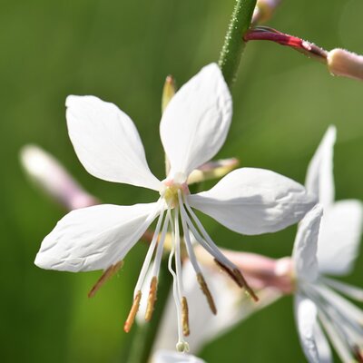 Gaura Gaudi 'Compact White' - Image by Pitsch from Pixabay