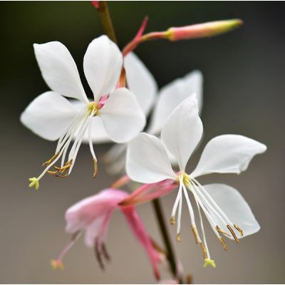 Gaura “Whirling Butterflies” - Image by Pitsch from Pixabay