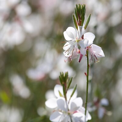 Gaura 'Whirling Butterflies' - Image by Heike Tönnemann from Pixabay
