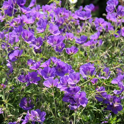 Geranium 'Brookside' - Image courtesy of pxhere (CC0)