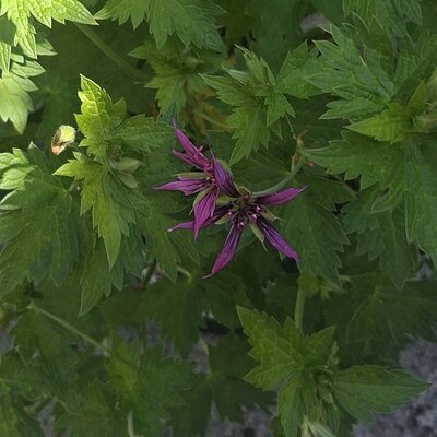 Geranium psilostemon 'Catherine Deneuve' - Image taken at Ardcarne Garden Centre 30/05/26