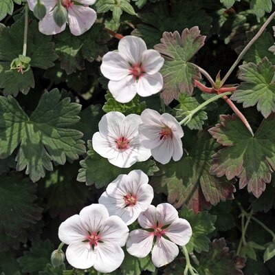 Geranium 'Coombland White' - Image courtesy of Schram Plants