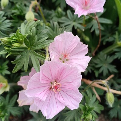 Geranium 'Frivolius Pink' - Image by J Wberg from Pixabay