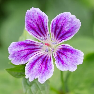 Geranium 'Clos Du Coudray' - Public domain image