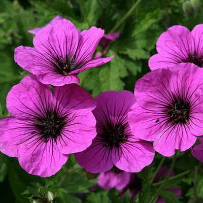 Geranium psilostemon - Photo by Jean-Pol GRANDMONT (CC BY-SA 3.0)