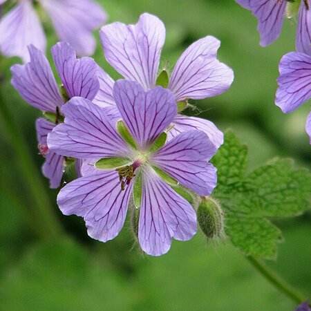 Geranium 'Philippe Vapelle' - Photo by Agnieszka Kwiecień, Nova (CC BY-SA 4.0)