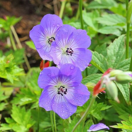 Geranium 'Rozanne' - Photo by Dominicus Johannes Bergsma (CC BY-SA 3.0)