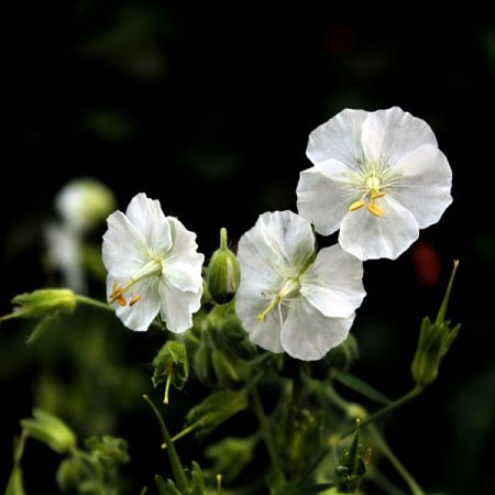 Geranium sang "Album" - Image by Sonja Kalee from Pixabay 