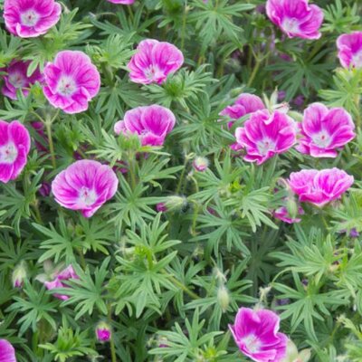 Geranium 'Elke' - Public domain image