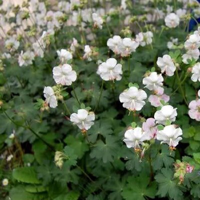 Geranium 'St. Ola' - Public domain image