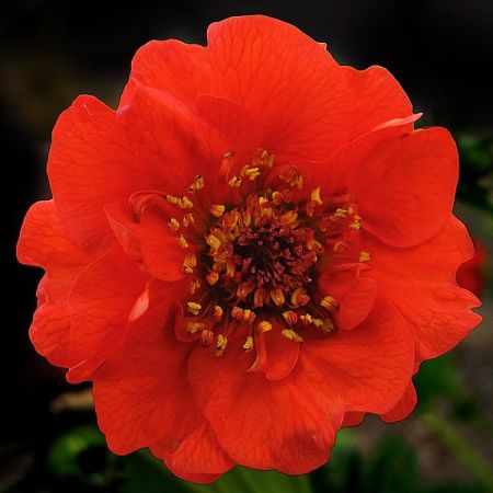 Geum 'Mrs. Bradshaw' - Photo by jacilluch (CC BY-SA 2.0)