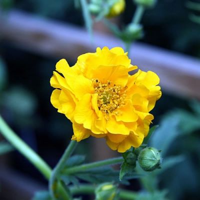 Geum “Lady Stratheden” - Photo by David Stang (CC BY-SA 4.0)