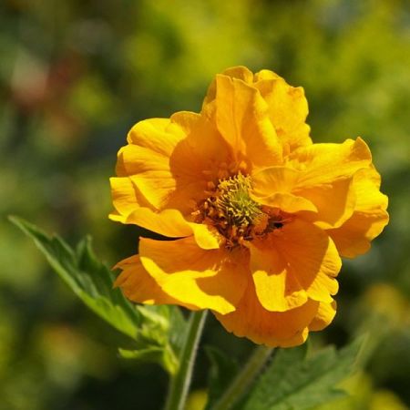 Geum Lady Stratheden - Image by Kerstin Riemer from Pixabay 