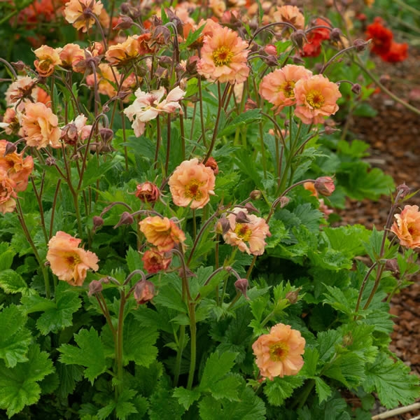 Geum Mai Tai 2l Pot Ardcarne Garden Centre Roscommon And Boyle